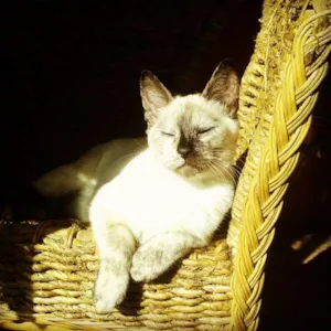 Gato raça sem raça definida idade 2 a 6 meses nome Iau