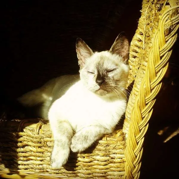 Gato ra a sem raça definida idade 2 a 6 meses nome Iau