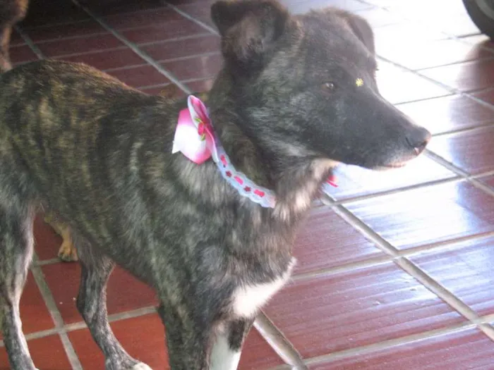 Cachorro ra a SRD idade 2 anos nome Layla