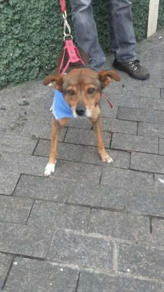 Cachorro ra a SRD idade 2 anos nome Miguel