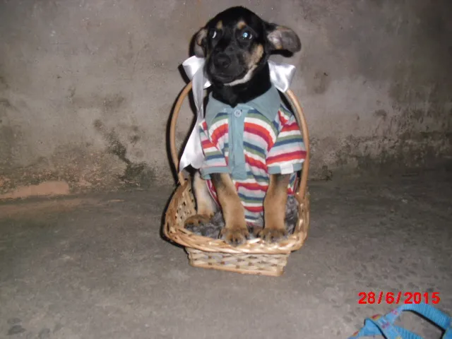 Cachorro ra a SRD idade  nome VINY
