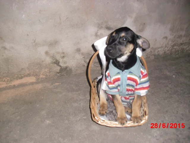 Cachorro ra a SRD idade  nome VINY