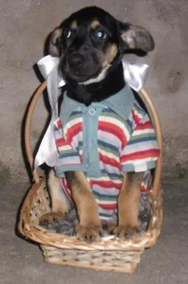 Cachorro raça SRD idade  nome VINY