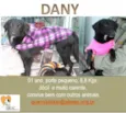 DANY PEQUENA