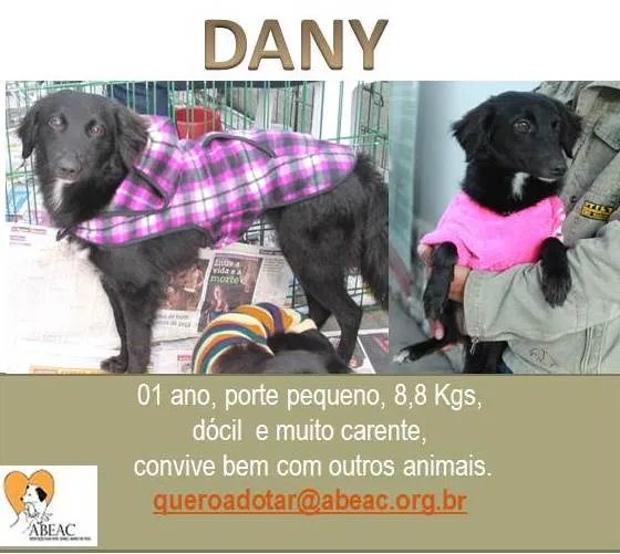 Cachorro ra a  idade 1 ano nome DANY PEQUENA