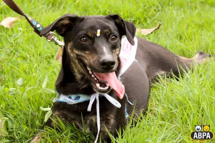 Cachorro raça SRD idade 7 a 11 meses nome Rubi