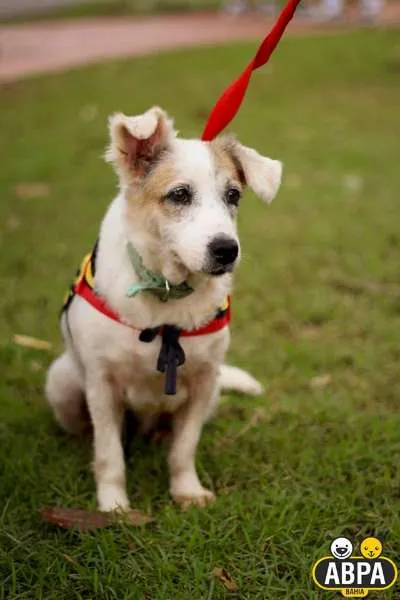 Cachorro raça SRD idade 6 ou mais anos nome Seninha