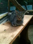 Tigara