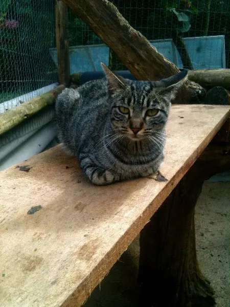 Gato ra a SRD idade 7 a 11 meses nome Tigara