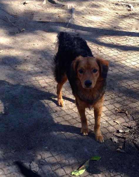 Cachorro ra a SRD idade 7 a 11 meses nome Maxi