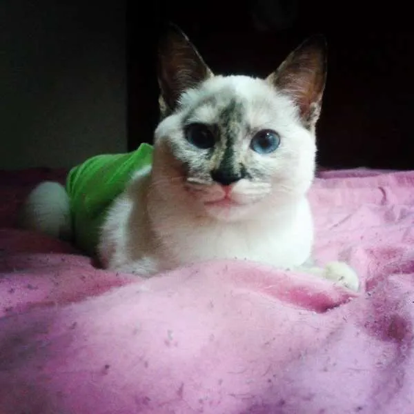 Gato ra a não sei idade 2 a 6 meses nome não tem
