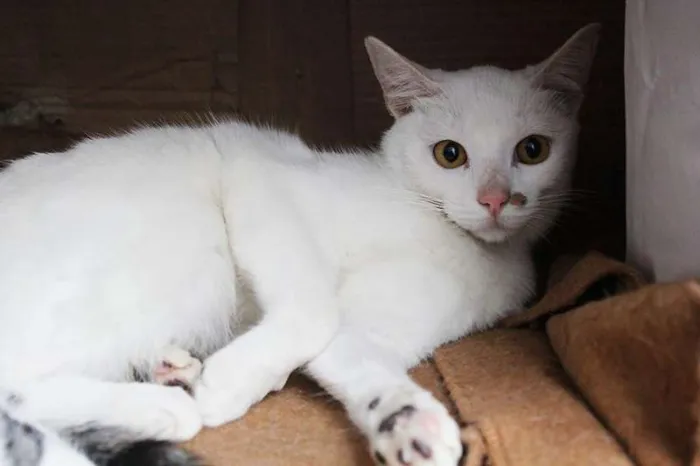 Gato ra a SRD idade 2 a 6 meses nome Jack e Lisbela