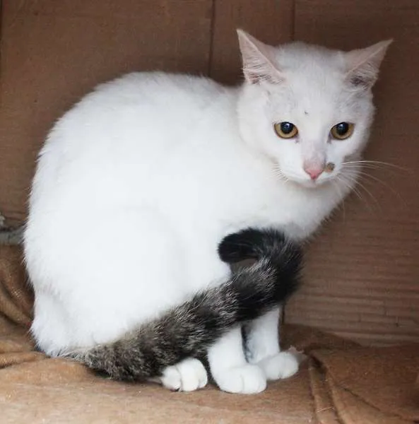 Gato ra a SRD idade 2 a 6 meses nome Jack e Lisbela