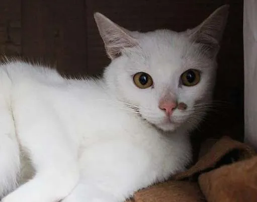 Gato ra a SRD idade 2 a 6 meses nome Jack e Lisbela