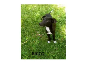 Cachorro raça SRD idade 2 a 6 meses nome Astro,Bobby, Lupo, 