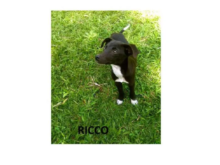 Cachorro ra a SRD idade 2 a 6 meses nome Astro,Bobby, Lupo, 