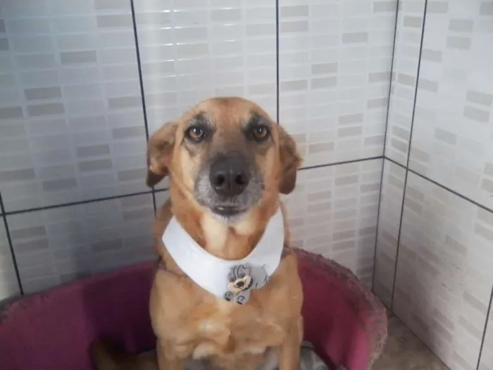 Cachorro ra a SRD idade 5 anos nome Baby