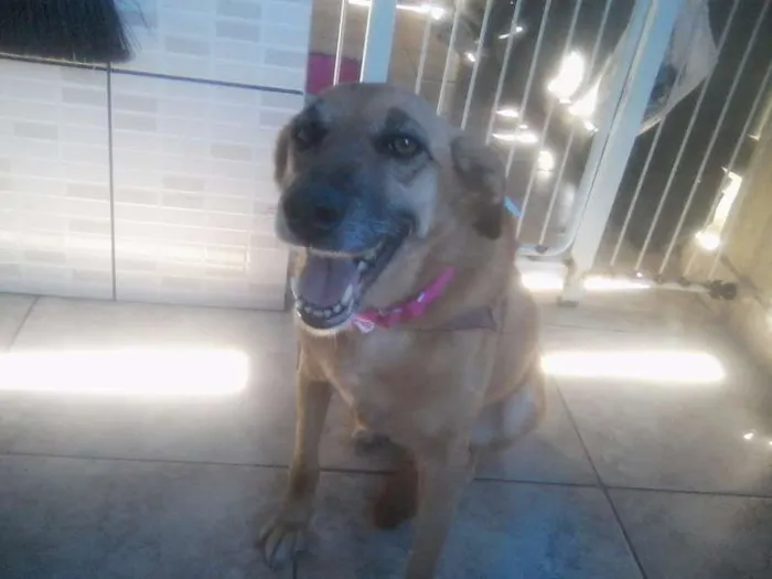 Cachorro ra a SRD idade 5 anos nome Baby