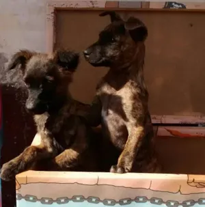 Cachorro raça não tem idade 2 a 6 meses nome Não tem