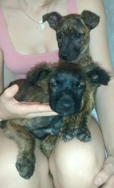 Cachorro ra a não tem idade 2 a 6 meses nome Não tem