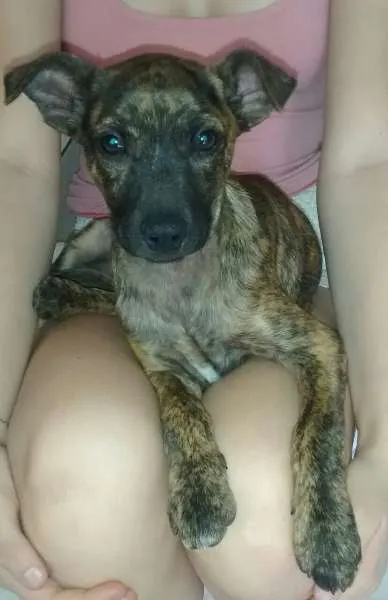 Cachorro ra a não tem idade 2 a 6 meses nome Não tem