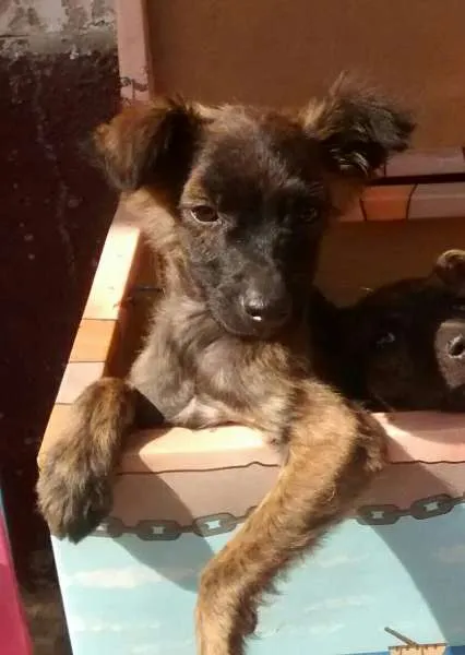 Cachorro ra a não tem idade 2 a 6 meses nome Não tem