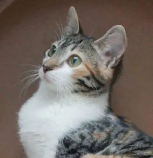 Gato raça SRD idade 2 a 6 meses nome Jack e Lisbela