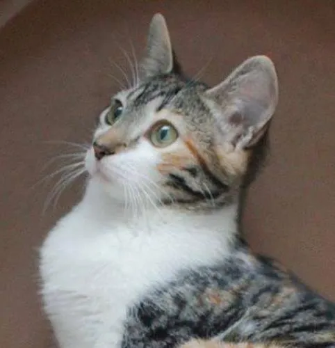 Gato ra a SRD idade 2 a 6 meses nome Jack e Lisbela
