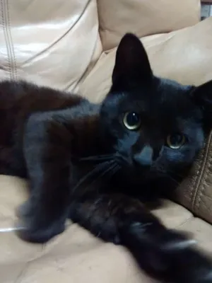 Gato raça sem raça idade 2 a 6 meses nome sem nome