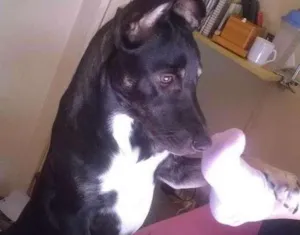 Cachorro raça SRD idade 1 ano nome Xepa