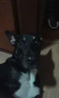 Cachorro raça SRD idade 1 ano nome Xepa