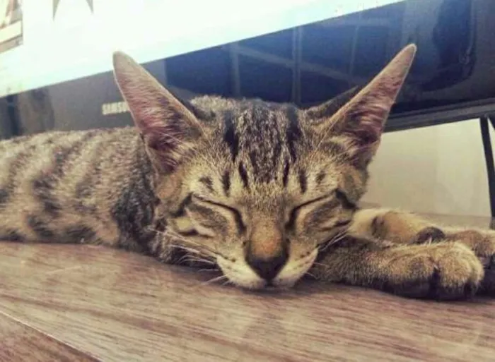 Gato ra a  idade 1 ano nome Monchito