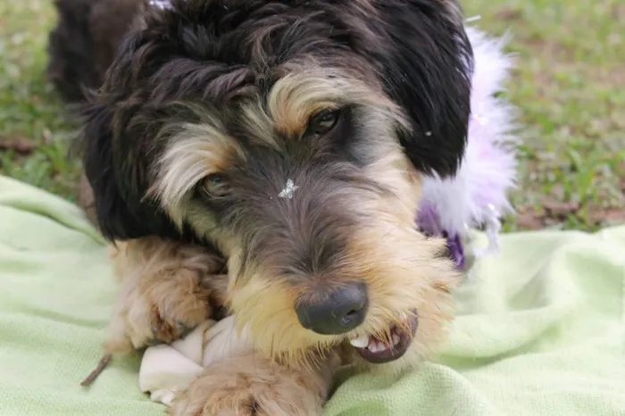 Cachorro ra a Mística de poodle idade 1 ano nome Rebeca