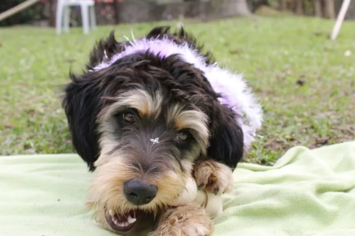 Cachorro ra a Mística de poodle idade 1 ano nome Rebeca