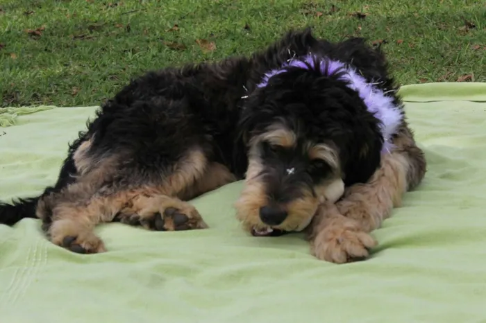 Cachorro ra a Mística de poodle idade 1 ano nome Rebeca