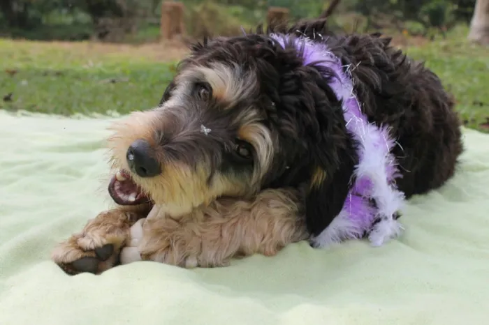 Cachorro ra a Mística de poodle idade 1 ano nome Rebeca