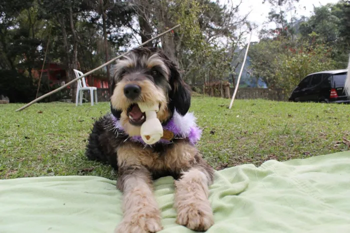 Cachorro ra a Mística de poodle idade 1 ano nome Rebeca