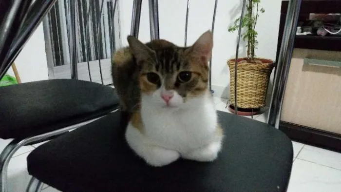 Gato ra a Srd idade 1 ano nome Miley
