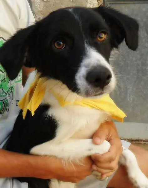 Cachorro ra a mestiço idade 7 a 11 meses nome Flocky