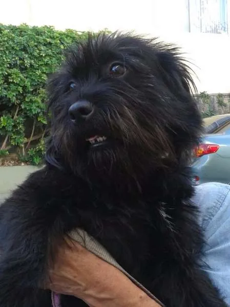 Cachorro ra a SRD idade 1 ano nome Pepeta
