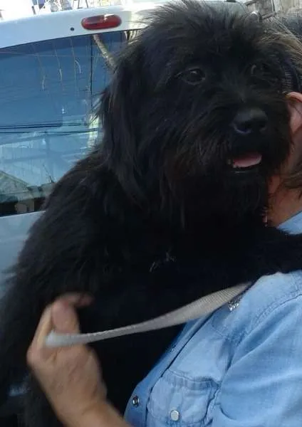 Cachorro ra a SRD idade 1 ano nome Pepeta