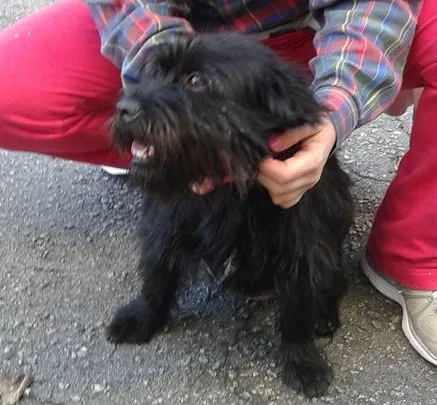 Cachorro ra a SRD idade 1 ano nome Pepeta