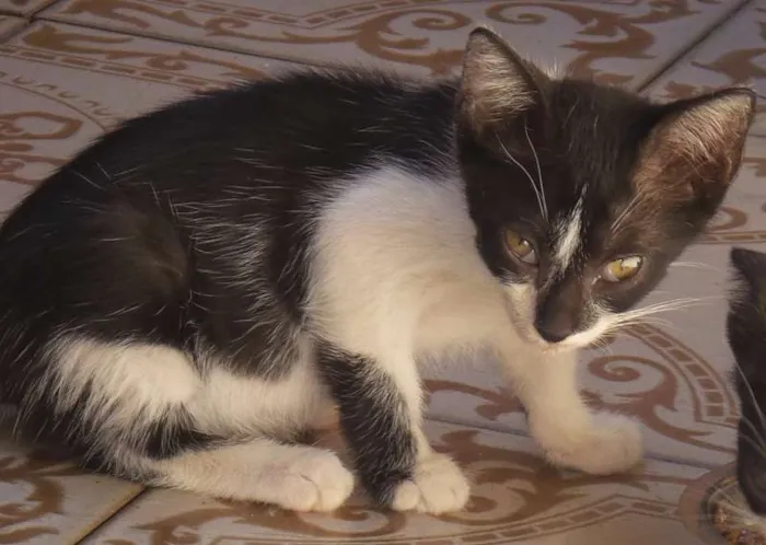 Gato ra a sem raça idade 2 a 6 meses nome Não definido