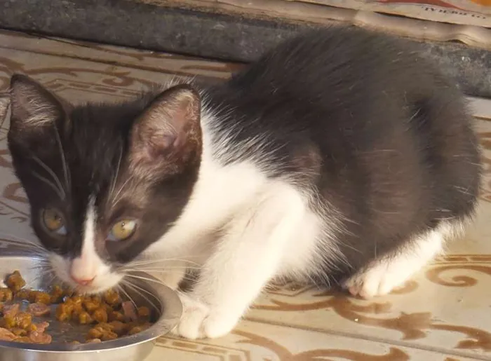 Gato ra a sem raça idade 2 a 6 meses nome Não definido