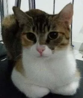 Gato raça Srd idade 1 ano nome Miley