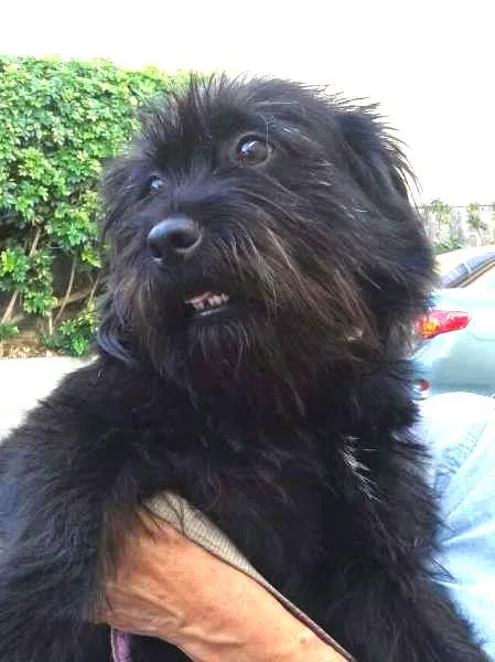 Cachorro ra a SRD idade 1 ano nome Pepeta