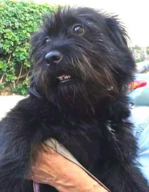 Cachorro raça SRD idade 1 ano nome Pepeta