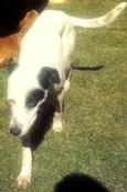 Pirata
