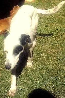 Cachorro ra a Dálmata idade 7 a 11 meses nome Pirata