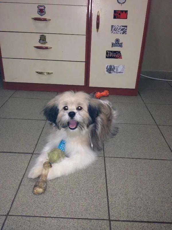Cachorro ra a Lhasa Apso idade 2 anos nome Scooby